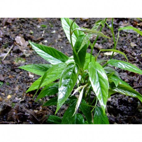 Rubus henryi - Ronce de Henry