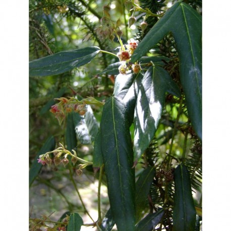 Rubus henryi bambusarum - ronce décorative