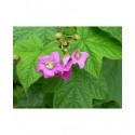 Rubus odoratus - Framboise d'ornement, ronce odorante