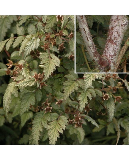 Rubus thibetanus -ronces du Tibet,