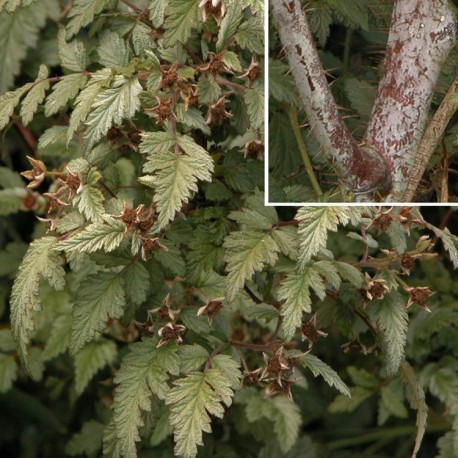 Rubus thibetanus -ronces du Tibet,