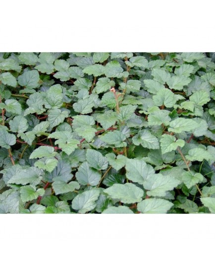 Rubus tricolor - Ronce couvre sol