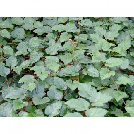 Rubus tricolor - Ronce couvre sol