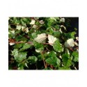 Rubus tricolor - Ronce couvre sol