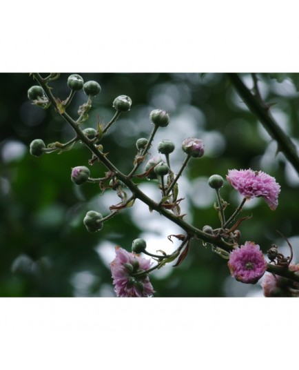 Rubus ulmifolius 'Bellidiflorus' - Ronce à fleur de pâquerette