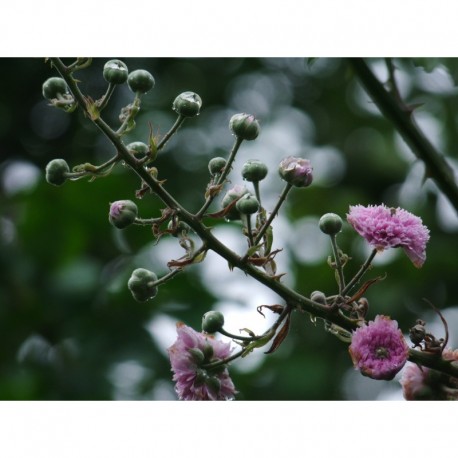 Rubus ulmifolius 'Bellidiflorus' - Ronce à fleur de pâquerette