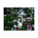 Rubus ulmifolius 'Bellidiflorus' - Ronce à fleur de pâquerette