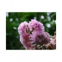 Rubus ulmifolius 'Bellidiflorus' - Ronce à fleur de pâquerette