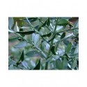 Ruscus aculeatus - fragon petit houx