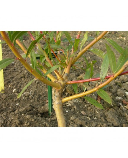 Salix 'Prairie Cascade' - Saule pleureur de Niobe