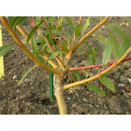 Salix 'Prairie Cascade' - Saule pleureur de Niobe