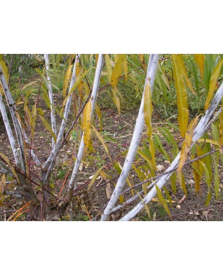 Salix acutifolia 'Lady Oldenham' - Saule de la Caspienne