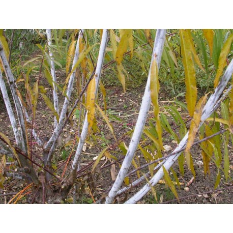 Salix acutifolia 'Lady Oldenham' - Saule de la Caspienne