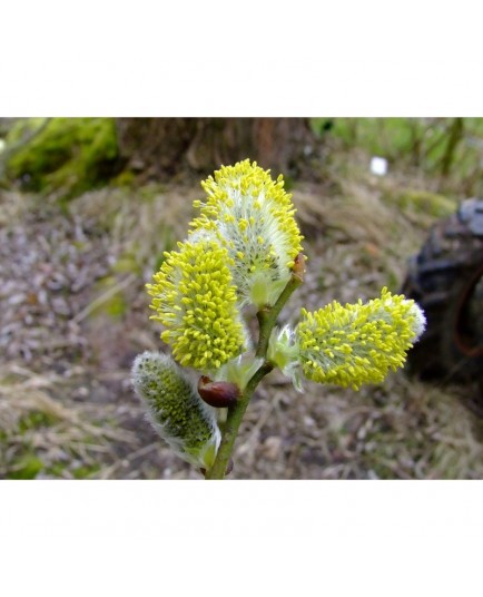 Salix aegyptiaca - Saule de Perse