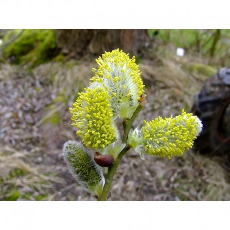 Salix aegyptiaca - Saule de Perse