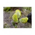 Salix aegyptiaca - Saule de Perse