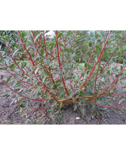 Salix alba 'Chermesina' -Saule à bois rouge