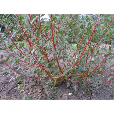 Salix alba 'Chermesina' -Saule à bois rouge
