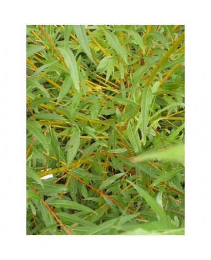 Salix alba 'Jaune de Falaise' - Saule blanc à bois jaune