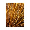 Salix alba 'Jaune de Falaise' - Saule blanc à bois jaune
