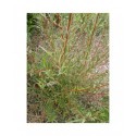 Salix alba 'Liempde' - Saule blanc