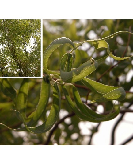 Salix babylonica var. pekinensis 'Tortuosa' - saules tortueux,