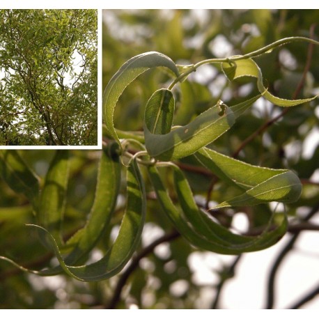 Salix babylonica var. pekinensis 'Tortuosa' - saules tortueux,