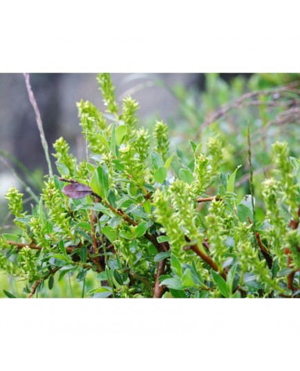 Salix brevisserata - Saule à dents courtes, saule à feuille de myrte