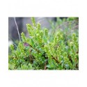 Salix brevisserata - Saule à dents courtes, saule à feuille de myrte