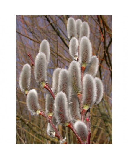 Salix chaenomeloides 'Mesu Neko' - Saule à chaton géant