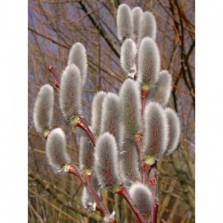 Salix chaenomeloides 'Mesu Neko' - Saule à chaton géant