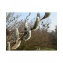 Salix chaenomeloides 'Mesu Neko' - Saule à chaton géant