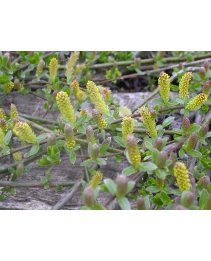 Salix cottetii x