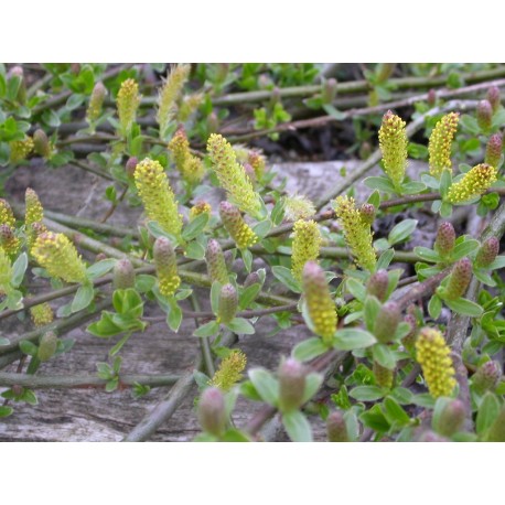 Salix cottetii x