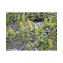 Salix cottetii x