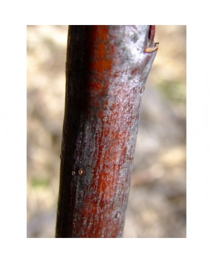 Salix daphnoides 'Sang de boeuf' - saule daphné