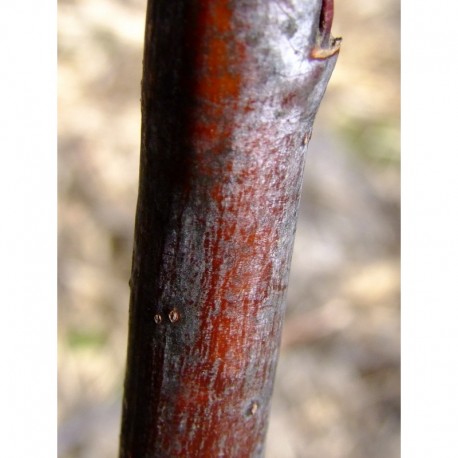 Salix daphnoides 'Sang de boeuf' - saule daphné