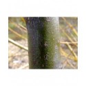Salix daphnoides 'Sang de boeuf' - saule daphné