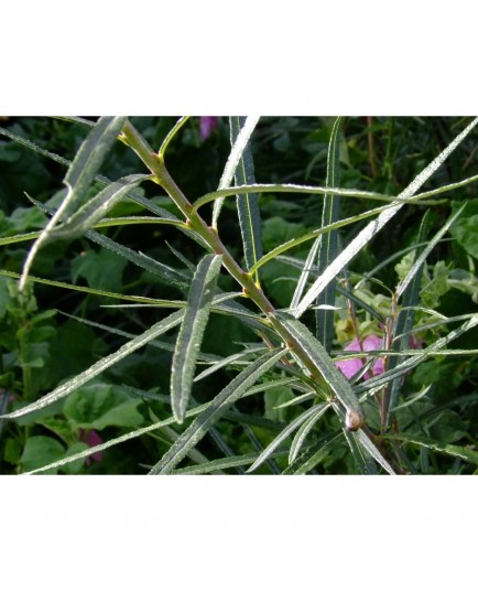 Salix eleagnos - saule drapé, saule à feuille de romarin