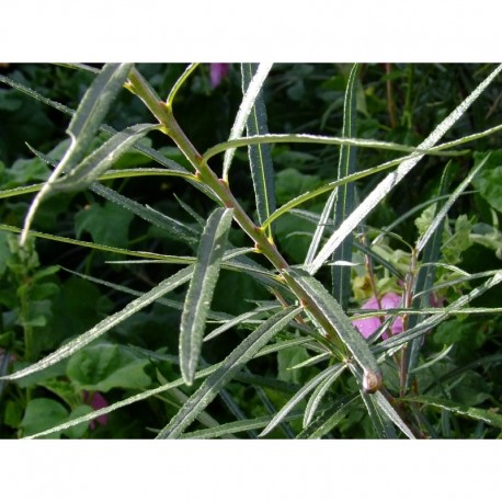 Salix eleagnos - saule drapé, saule à feuille de romarin