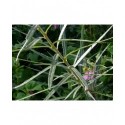 Salix eleagnos - saule drapé, saule à feuille de romarin