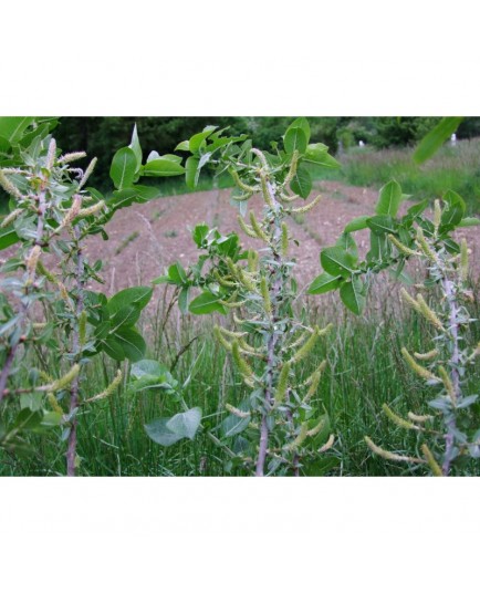 Salix eriocephala - saule à tête laineuse