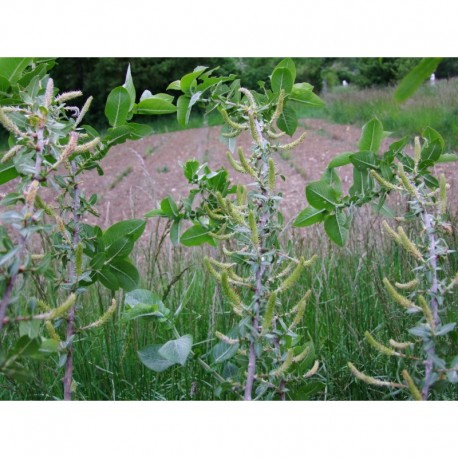 Salix eriocephala - saule à tête laineuse