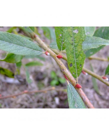 Salix friesiana x -