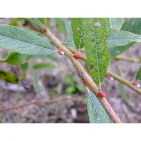 Salix friesiana x -