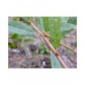 Salix friesiana x -