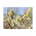 Salix friesiana x -