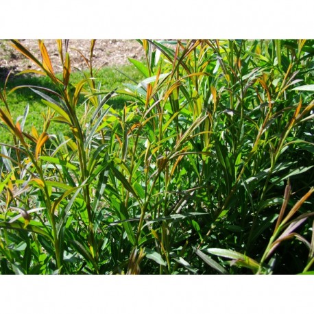 Salix purpurea 'Americana' - Saule pourpre