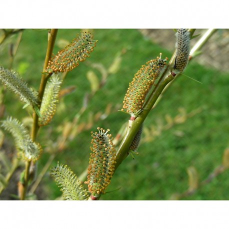 Salix purpurea 'Eugenii' - saule pourpre