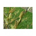 Salix purpurea 'Eugenii' - saule pourpre